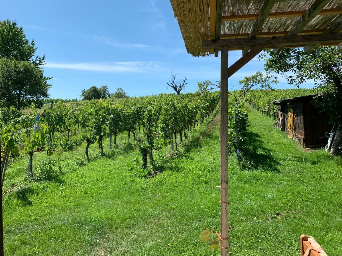 Urlaub Im Weingarten Winten  Eksteriør billede