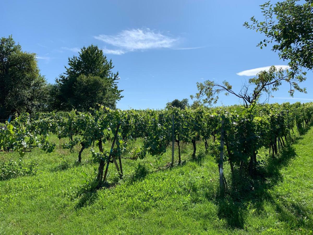 Urlaub Im Weingarten Winten  Eksteriør billede